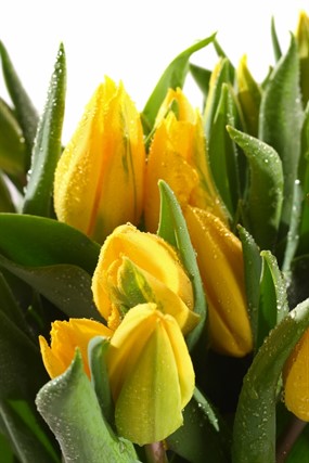 黄色郁金香高清图片